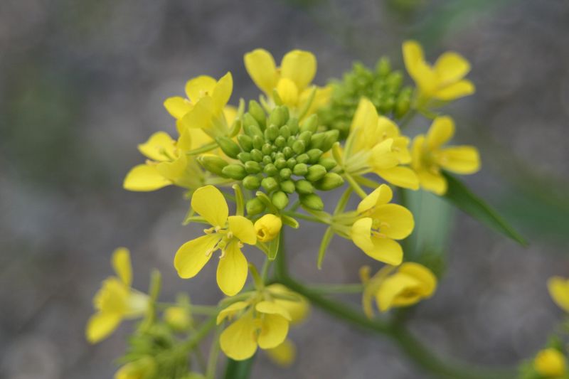 菜の花3
