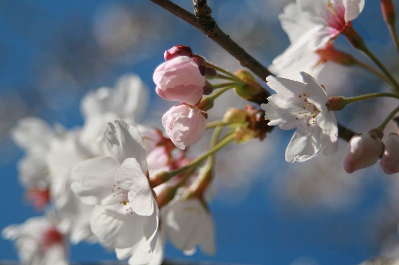 桜1