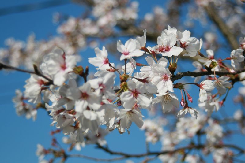桜3