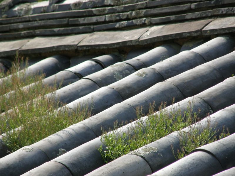 P5030008_050