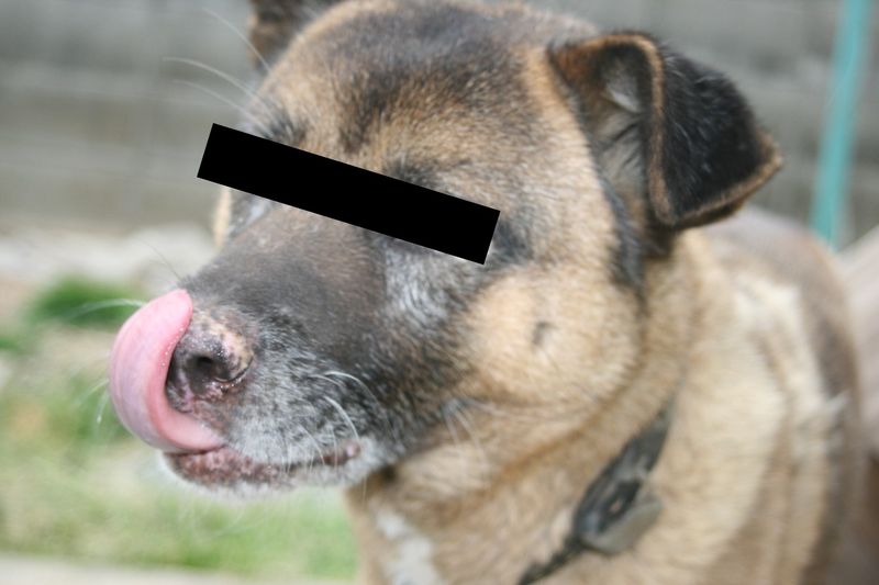 人犬