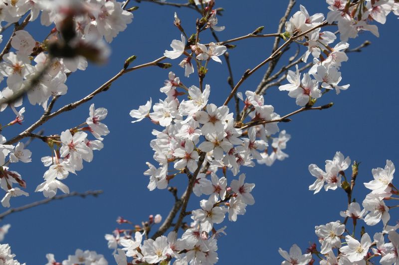 桜2
