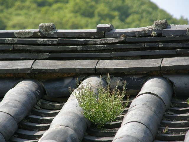 P5030009_050_050